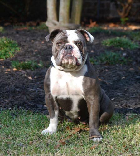 Old English Bulldog Adult Dog Ivey