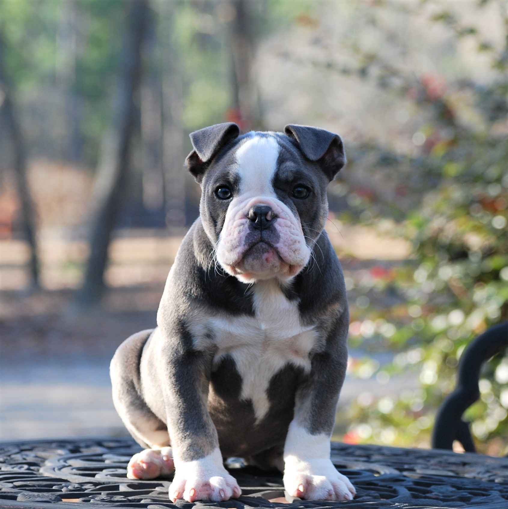 Meet Isabella (SOLD) - Olde South Bulldogges