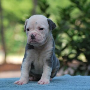 Old English Bulldog Adult Dog Izzy