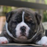 Old English Bulldog Adult Dog Jack Frost