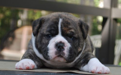 Old English Bulldog Adult Dog Jack Frost