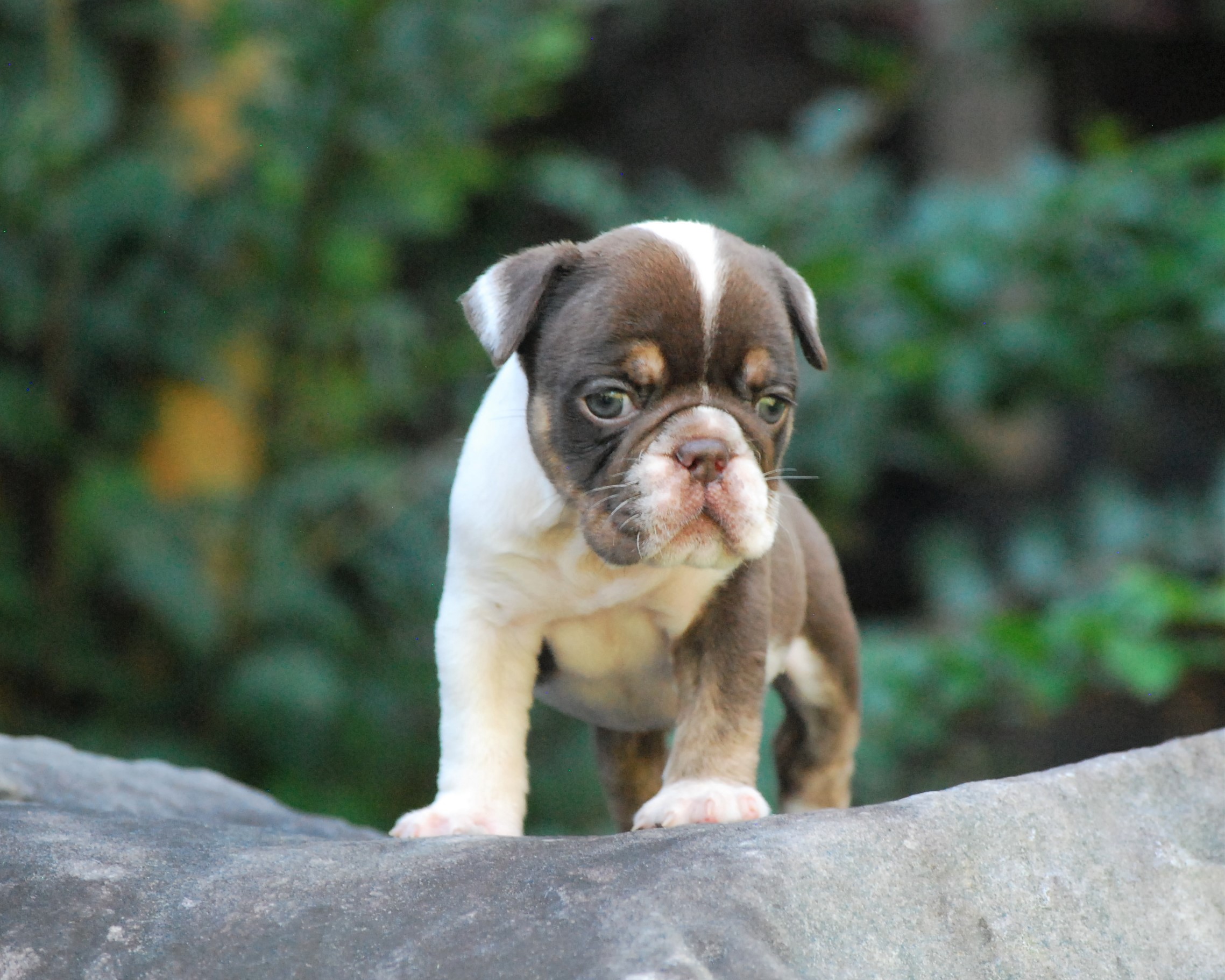 Olde English Bulldogge Rare Colors - Olde South Bulldogges