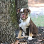 Old English Bulldog Adult Dog Jasper