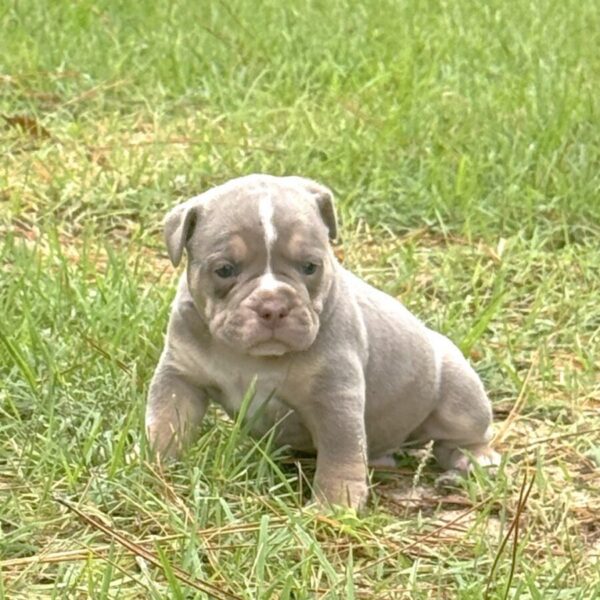 Old English Bulldog Adult Dog Jasper II
