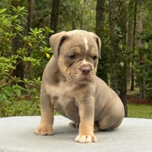 Old English Bulldog Adult Dog Jasper II