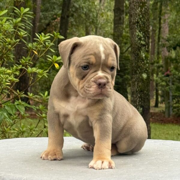 Old English Bulldog Adult Dog Jasper II