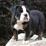 Old English Bulldog Adult Dog Jekyll