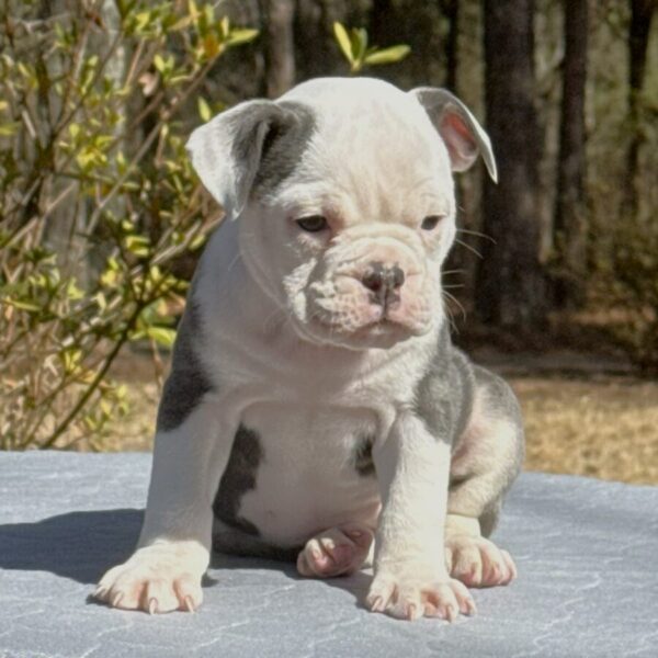 Old English Bulldog Adult Dog Jewels