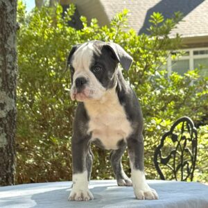 Old English Bulldog Puppy 