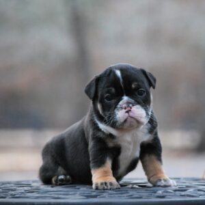 Old English Bulldog Adult Dog June