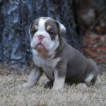 Old English Bulldog Adult Dog June