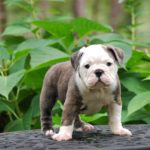 Old English Bulldog Adult Dog Laffy Taffy