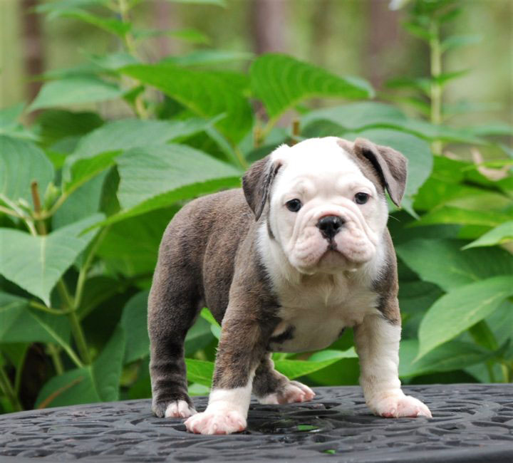 Old English Bulldog Adult Dog Laffy Taffy