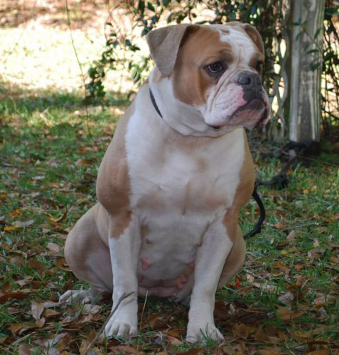 Old English Bulldog Adult Dog Lavender