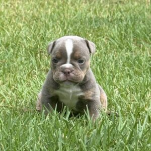 Old English Bulldog Puppy 