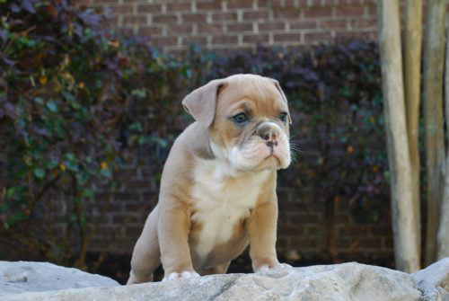 Old English Bulldog Adult Dog Levi