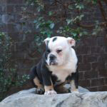 Old English Bulldog Adult Dog Little Lightning (SOLD)