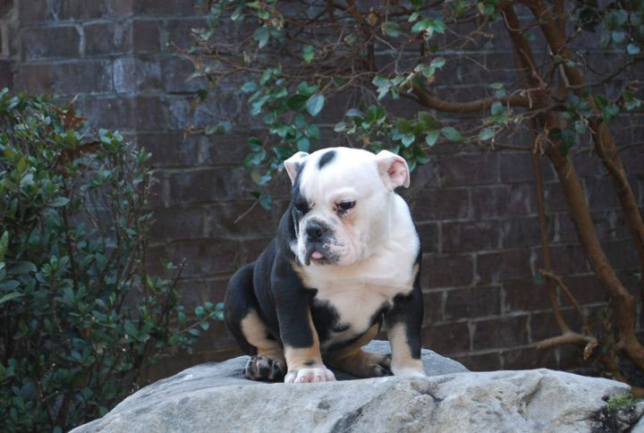 Old English Bulldog Adult Dog Little Lightning (SOLD)