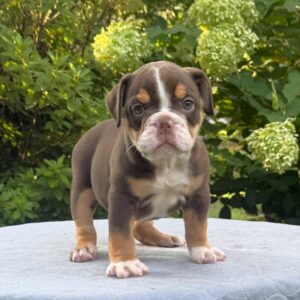 Old English Bulldog Puppy 