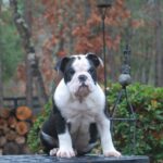 Old English Bulldog Adult Dog Delilah