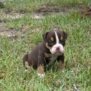 Old English Bulldog Adult Dog Lila II