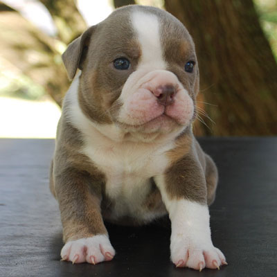 Lilac Tri Olde English Bulldogge Color - Olde South Bulldogges