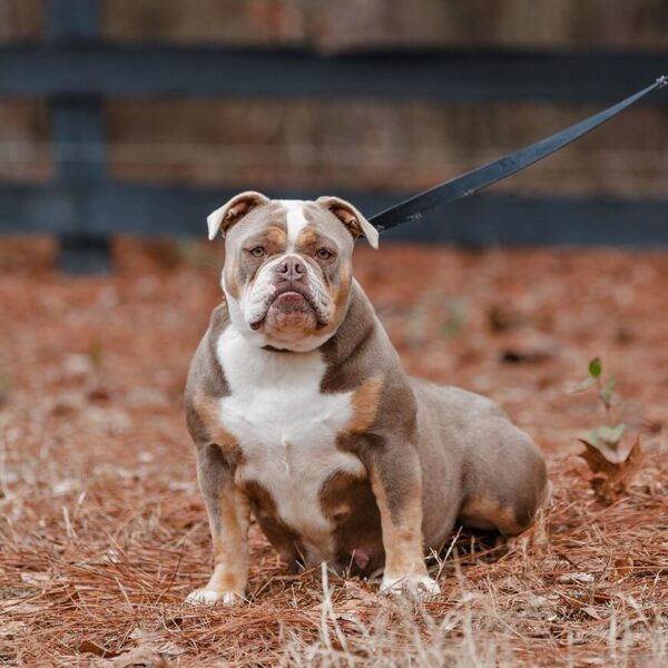 Old English Bulldog Adult Dog Lilac