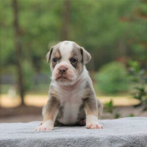 Old English Bulldog Adult Dog Leo