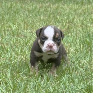 Old English Bulldog Adult Dog Lincoln