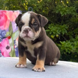 Old English Bulldog Puppy 