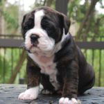 Old English Bulldog Adult Dog Lola