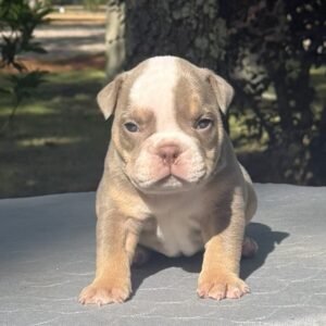 Old English Bulldog Puppy 