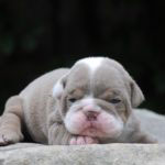 Old English Bulldog Adult Dog Lucky