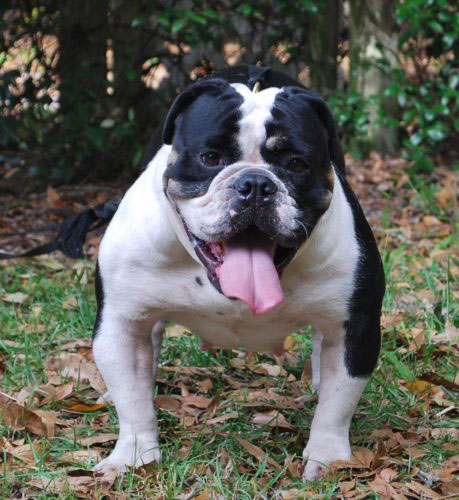 Old English Bulldog Adult Dog Lucy