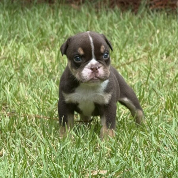 Old English Bulldog Adult Dog Lucy II