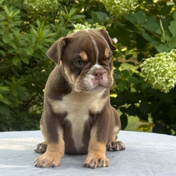 Old English Bulldog Adult Dog Lucy II
