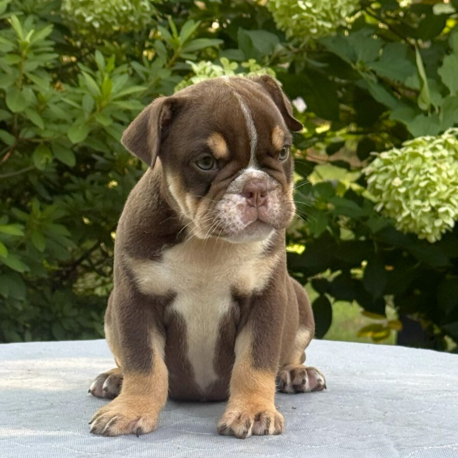 Lucy II