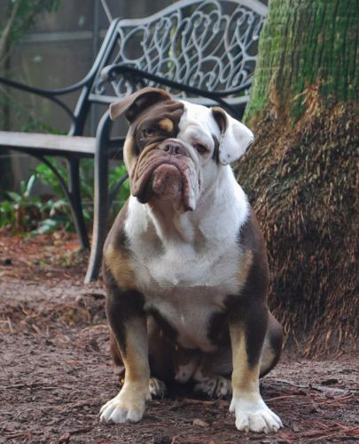 Old English Bulldog Adult Dog Kahlua