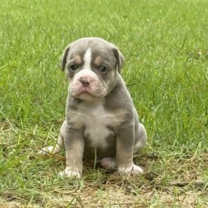 Old English Bulldog Adult Dog Lyle