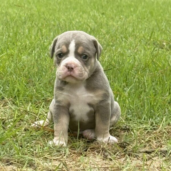 Old English Bulldog Adult Dog Lyle