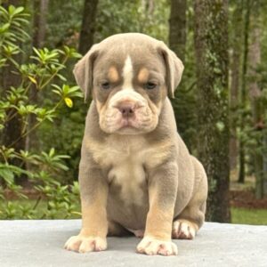 Old English Bulldog Adult Dog Lyle