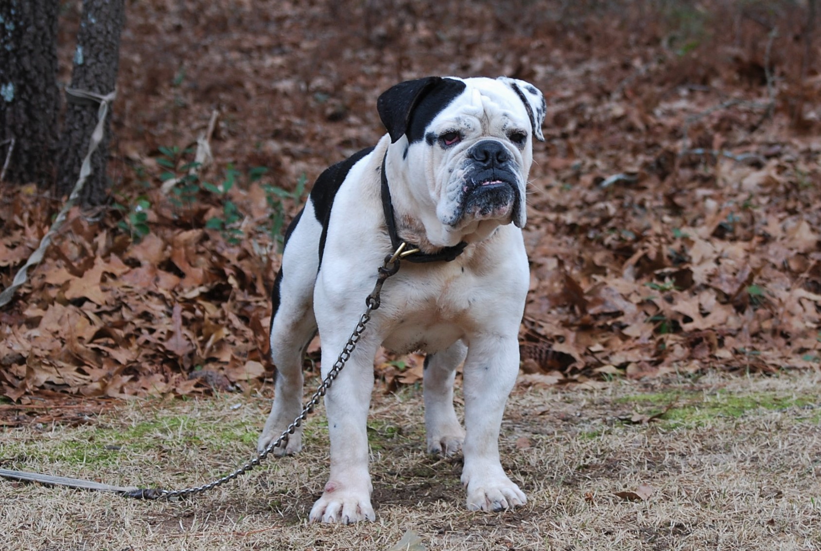 Mack (SOLD) - Olde South Bulldogges