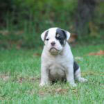 Old English Bulldog Adult Dog Madison