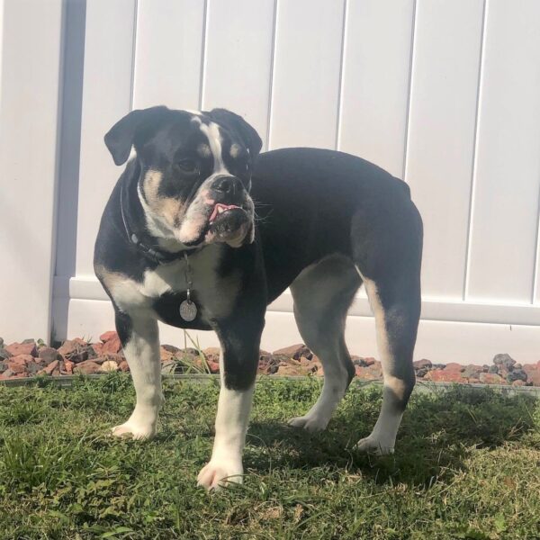 Old English Bulldog Adult Dog Maggie