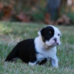 Old English Bulldog Adult Dog Maggie