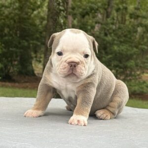 Old English Bulldog Puppy 