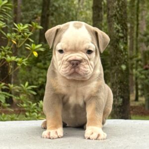 Old English Bulldog Puppy 