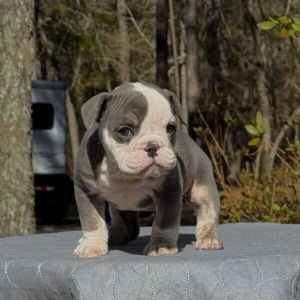 Old English Bulldog Adult Dog Marie