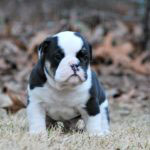 Old English Bulldog Adult Dog Marley (SOLD)