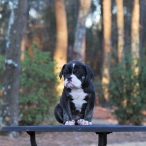 Old English Bulldog Adult Dog Marley